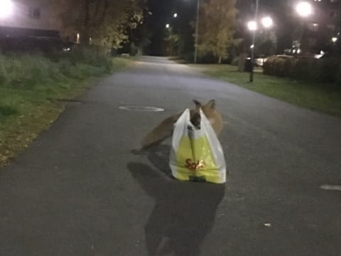 Lukija kuvasi sunnuntai-iltana Länsi-Tuirassa, kun kesy kettu yritti avata sipsipussia maahan lasketusta kauppakassista.