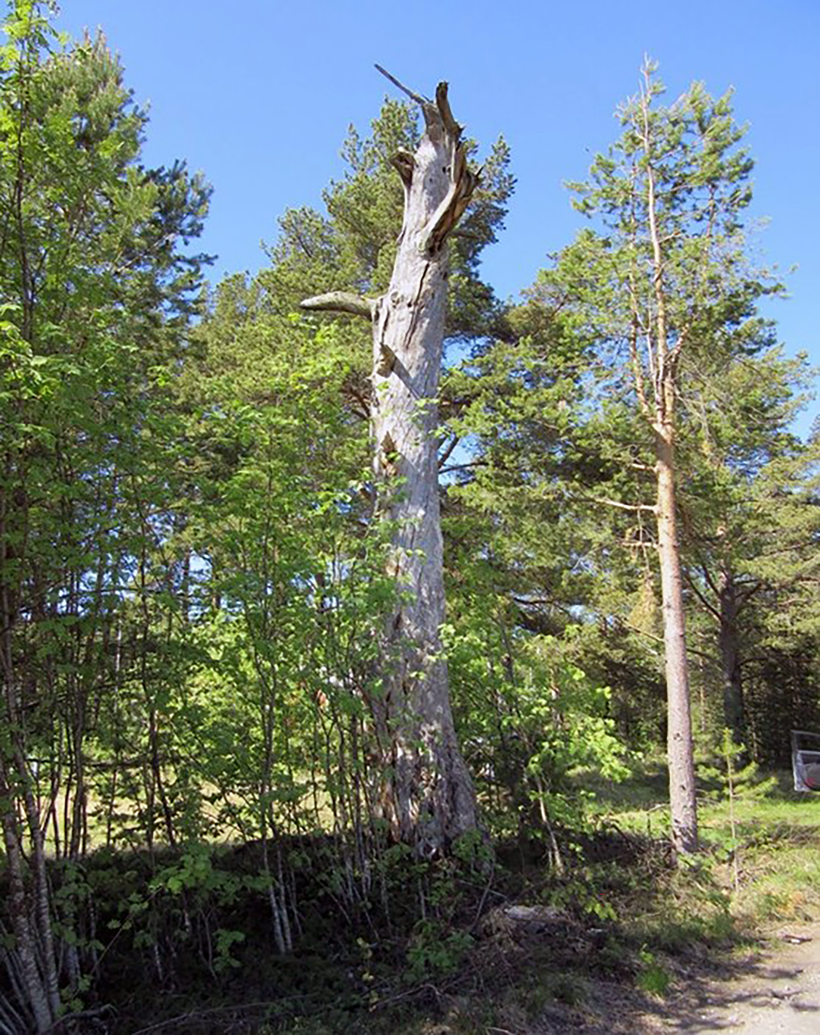 Kirkkoherra Kranck pelasti Hailuodon suurelta tuholta pikkuvihan aikana