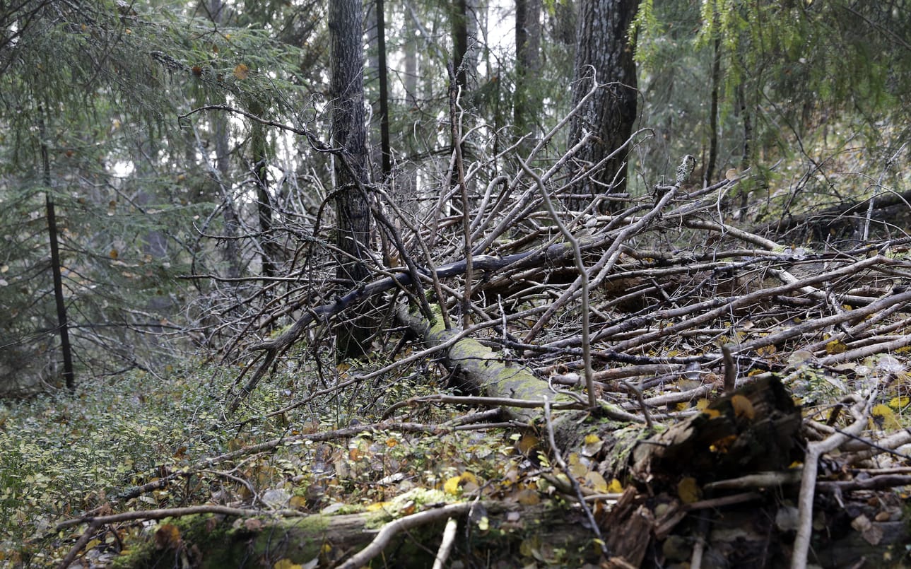 Salomo-myrskyn tuhot jäivät vähäisiksi. Arkistokuva.