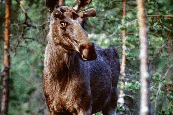 Hirvenmetsästyskausi jatkuu aina vuodenvaihteeseen asti. KUVA: JOUKO HÄNNINEN