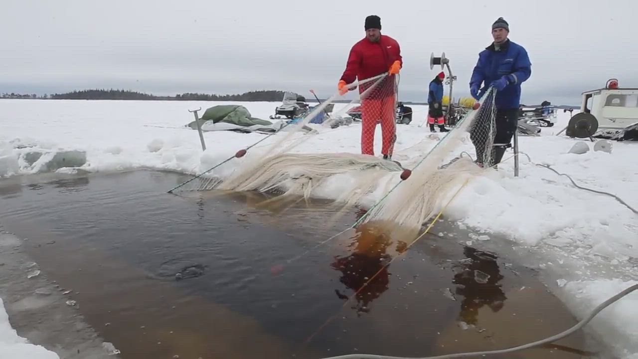 Ammattikalastaja Petri Manninen nuotalla, avustamassa Sakari ja Risto Pernu