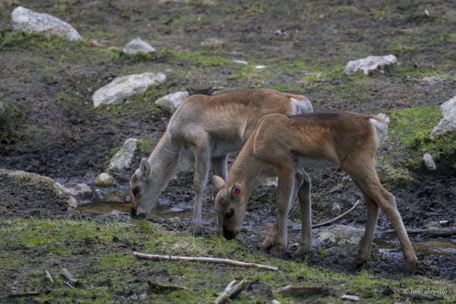 Kuva: Ähtäri Zoo/Timo Ahopelto