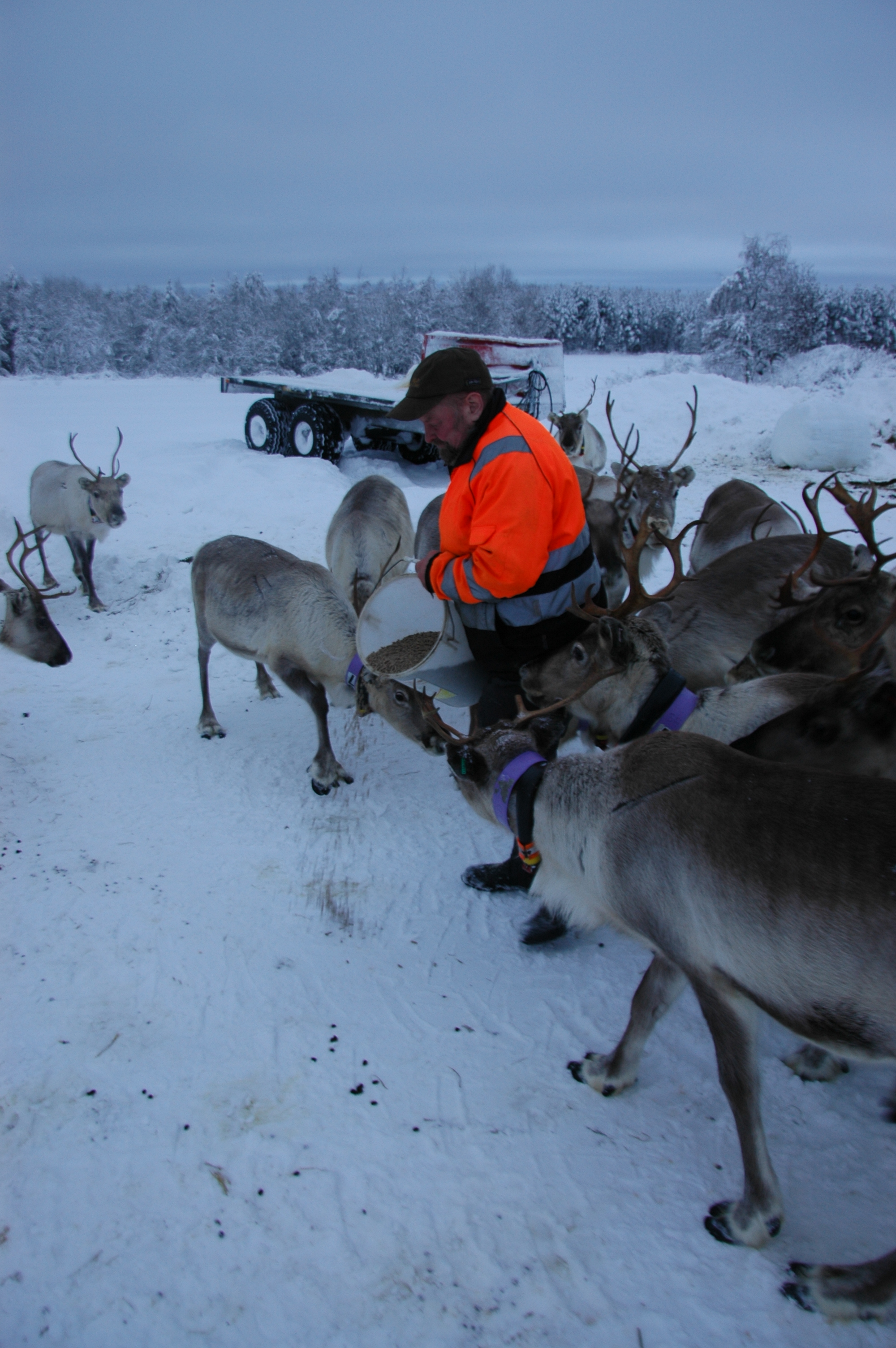 Viljasta puristetut kapulat maistuvat poroille.