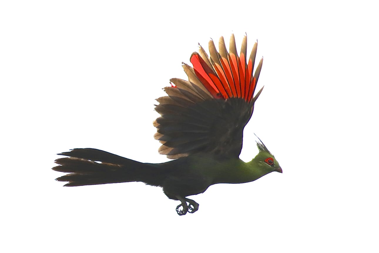 Helmitöyhtöturako on juhlavan värinen. Namibia.