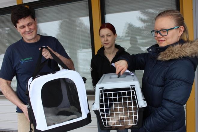 Kotia kohti taas, totesi emäntä Sini Orpana eläinlääketieteellisen operaation jäljiltä vielä uinuville Pörrölle ja Vakelle. Eläinlääkäri Kari Volanto ja Seinäjoen seudun eläinsuojeluyhdistyksen puheenjohtaja Marika Kleimola toimivat saattelijoina. Kuva: Reijo Heikkilä