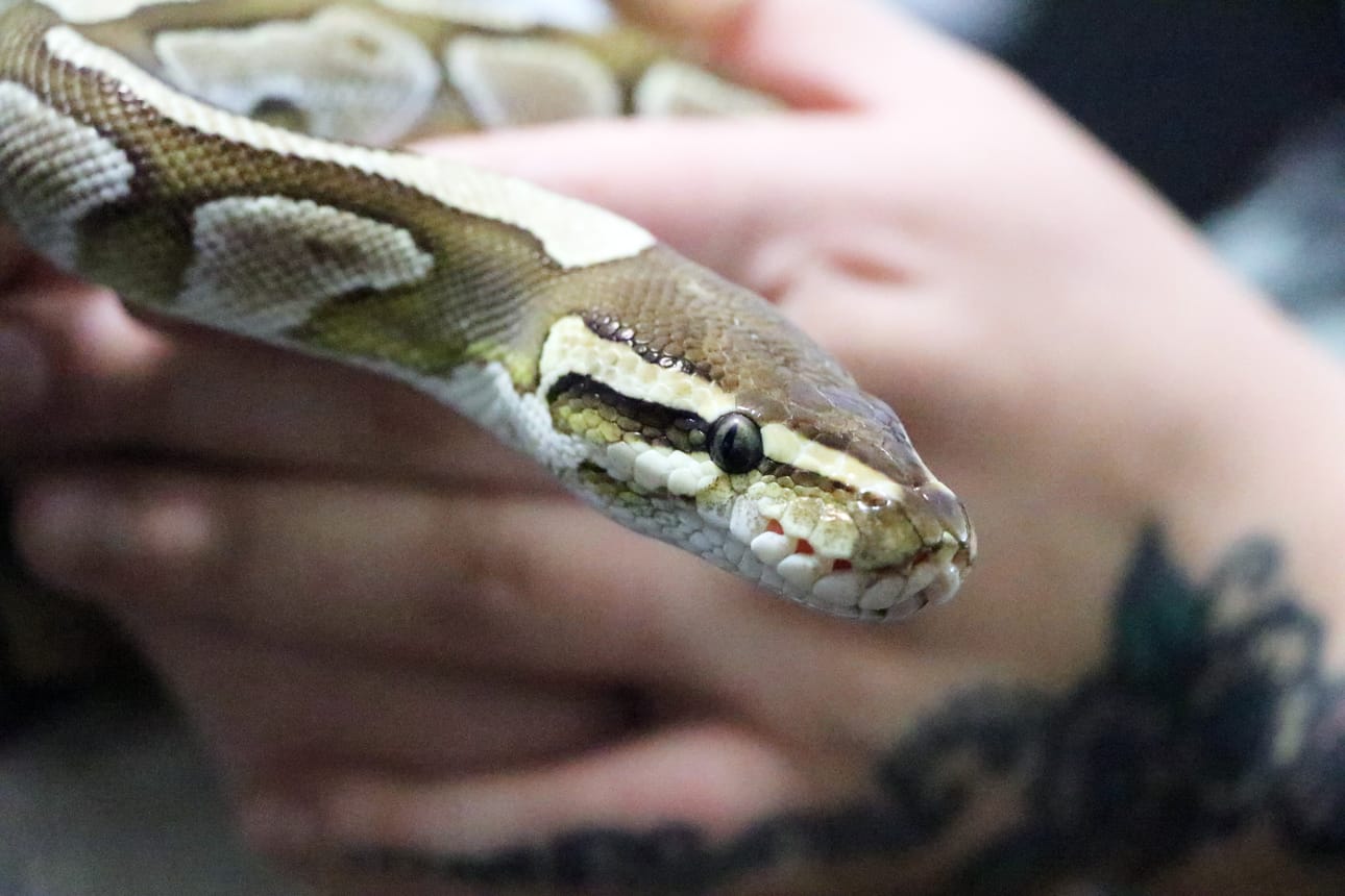 Johanna Kallion kädessä kuningaspyton, jonka värimuunnos on lesser python.