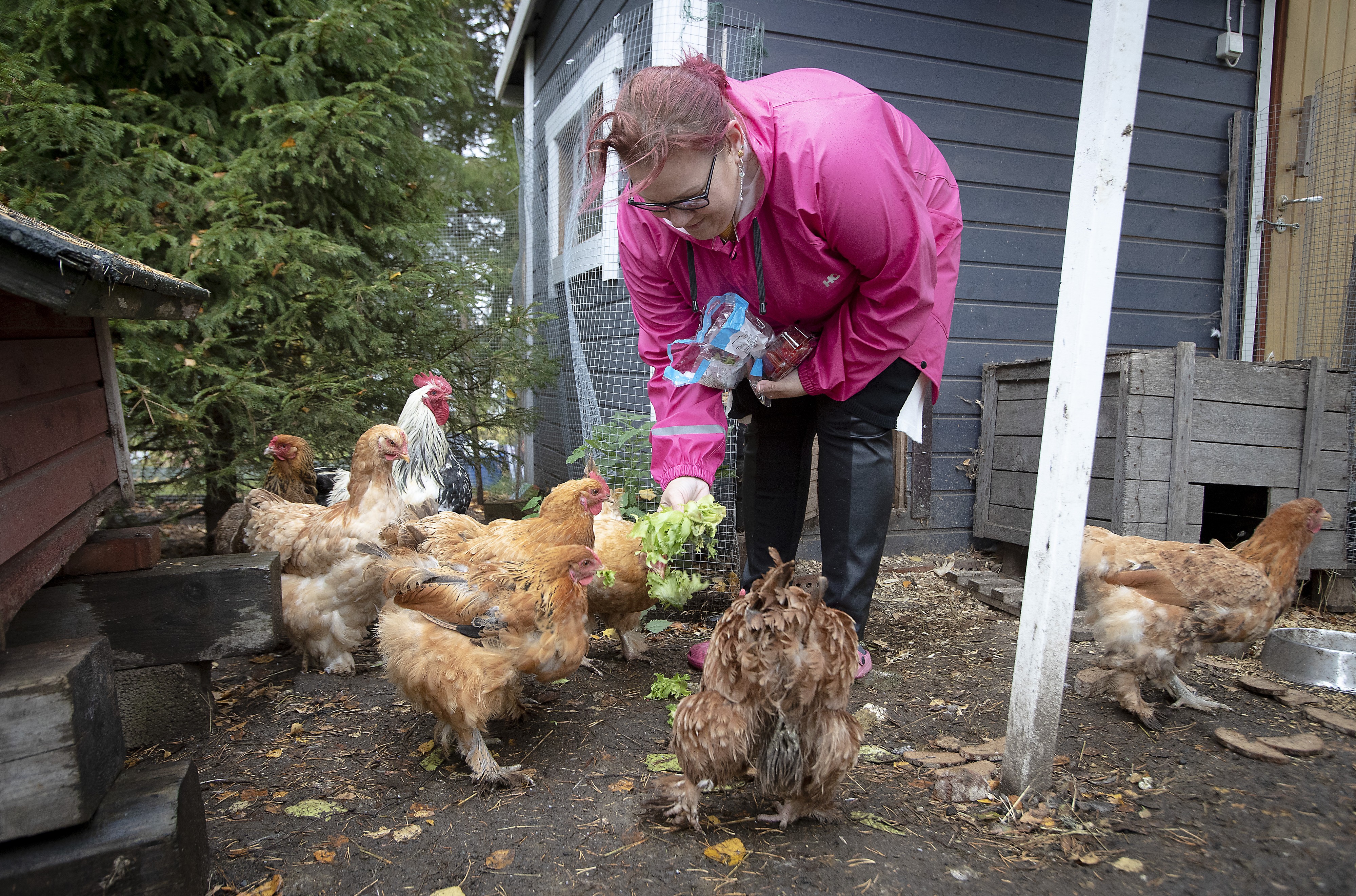Aluksi kanoja oli kolme ja niiden piti viettää perheen ilona vain yksi kesä. Nyt parvessa on kymmenen kanaa ja komea kukko, ja tipujakin on tulossa, kertoo Anu Mäenkoski.