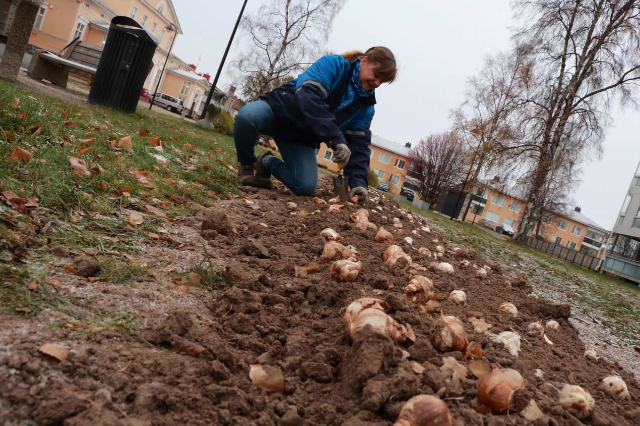 Narsisseja, tulppaaneja, krookuksia, Allium-suvun kukkijoita... Kaikkia on istutettu syksyn aikana tuhatmäärin. Ensi keväänä Raahen kukittaminen jatkuu perennoiden, puiden ja pensaiden istutuksilla, Tita Haapajoki kertoo.