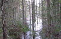 Metsässä tulvii