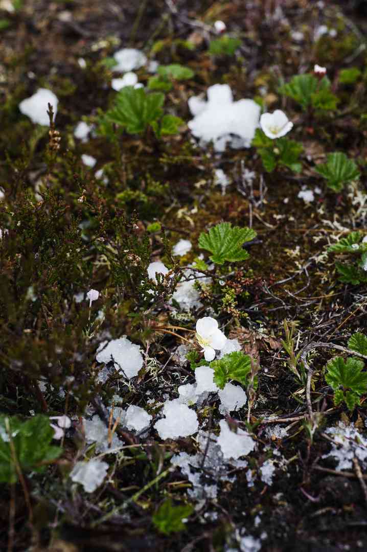 Viime vuonna kesäkuun alussa kukkinut hilla sai räntäsateen päälleen.