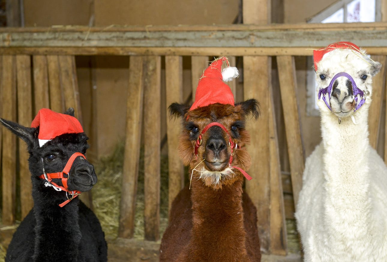 Alpakat eivät pidä meteliä itsestään vaan ääntelevät ynisemällä. Arkistokuva. Kuvan alpakat eivät liity kohuun.