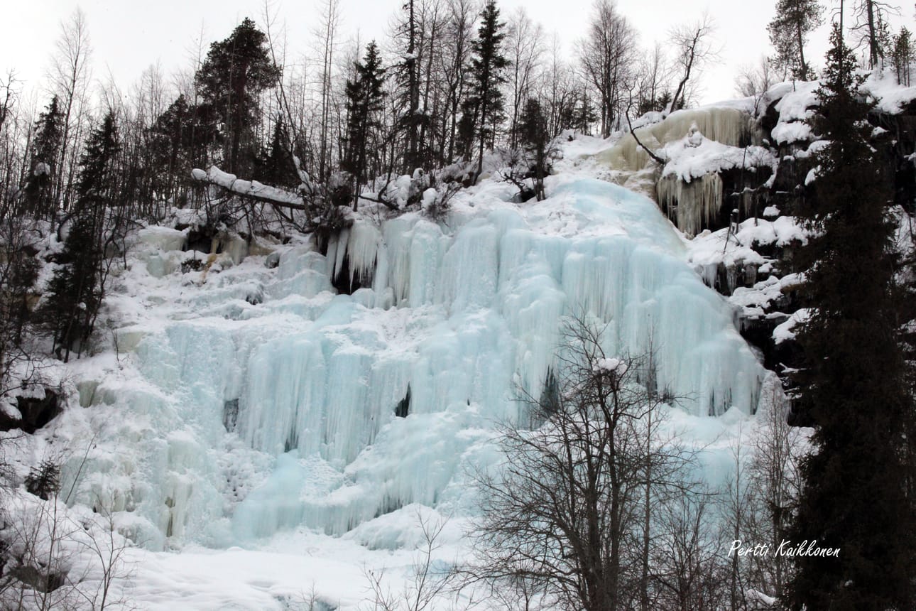 Tykkypuita Riisitunturin kansallispuistossa.