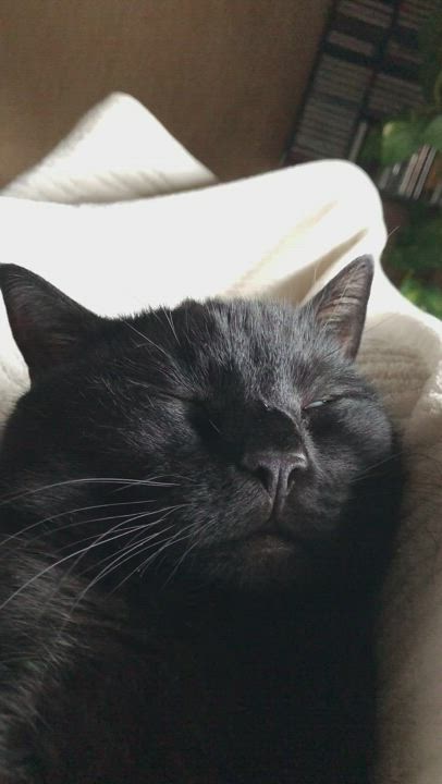 Luna-kissa rutisee