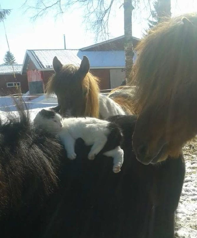 Pyry-kissa kellii Miska-shetlanninponin selässä Bubi- ja Forkur-hevosten ihmetellessä. Kuva on otettu Ylitornion Mellajärvellä.
