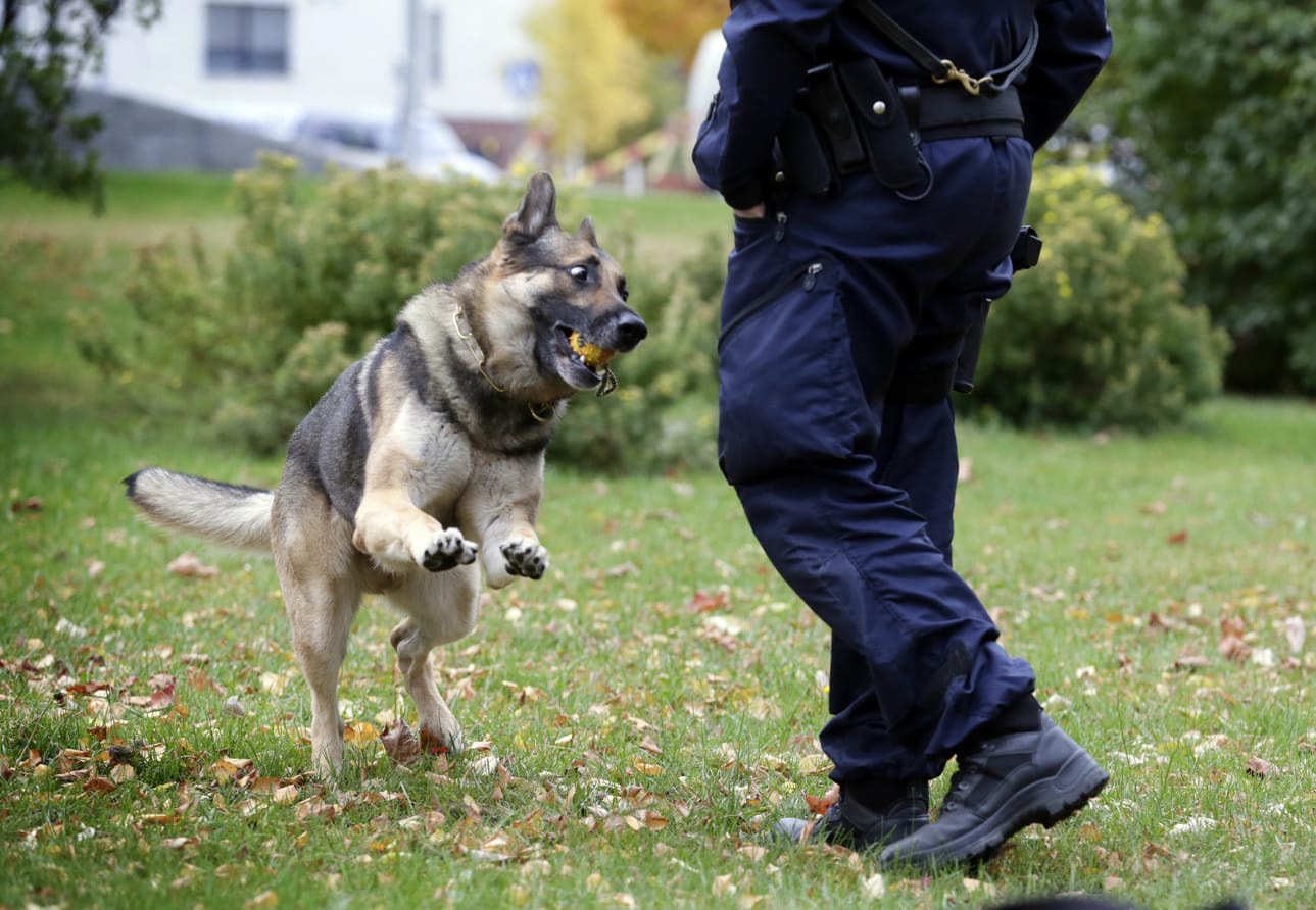 Kun tehtävä tai harjoitus on kunnialla suoritettu, paras palkinto on kokeneellakin poliisikoiralla leikkiminen isännän kanssa. Jos Roima on valmis työhön, niin rentouttava leikki on välillä myös sallittua.