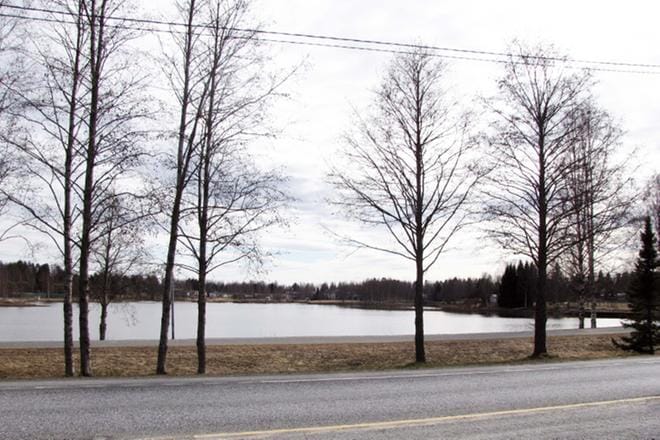 Kookkaat tervalepät hieman karsittuina eivät estä järvinäkymää kantatielle. (Kuva: Olavi Niemelä)