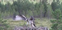Sääksisisarusten lentoharjoitukset Vaalassa