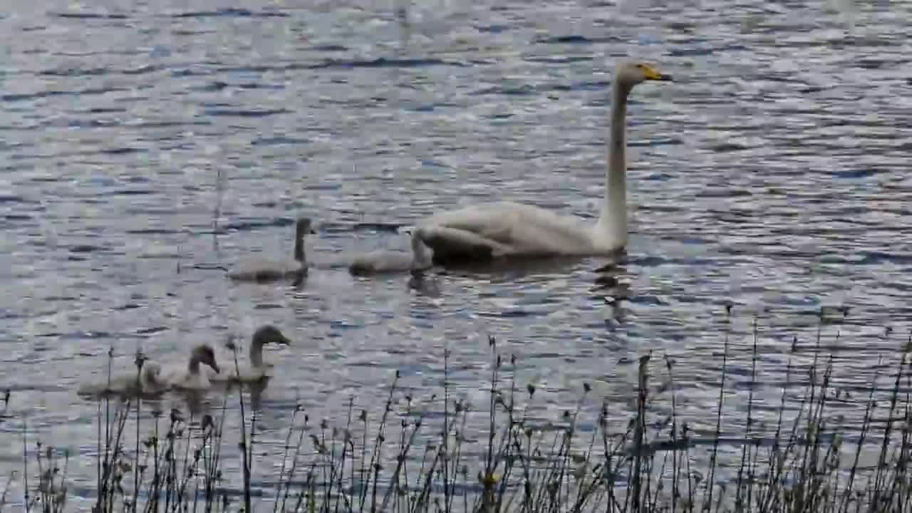 Kotajärven joutsenperhe