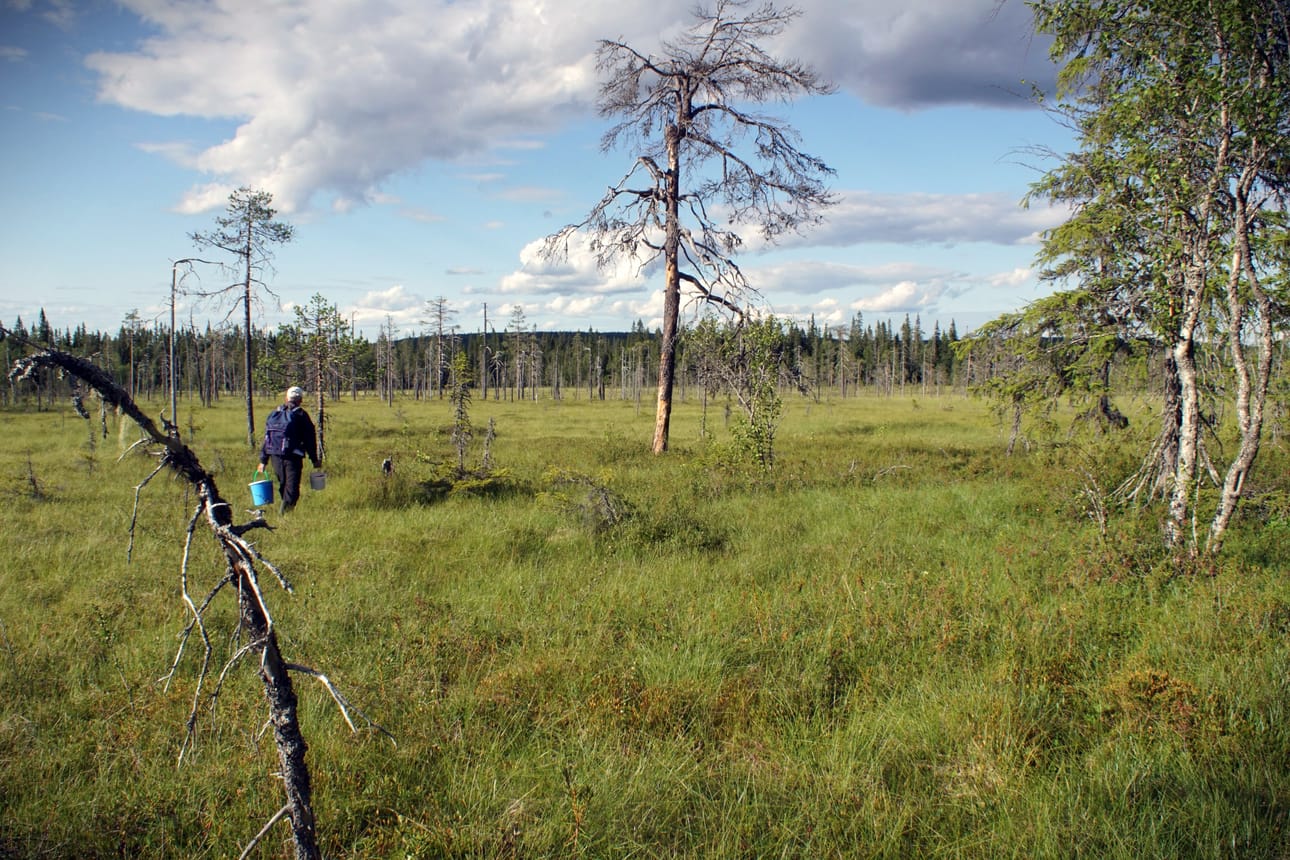 Viileähkö ja loppua lukuun ottamatta vähäsateinen heinäkuu suosi ainakin hillastajia.