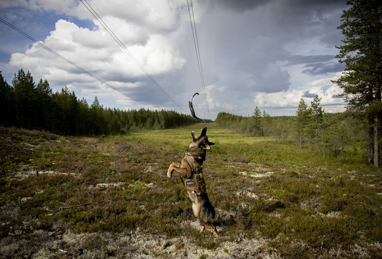 Hero, kennelnimeltään Eviloves Rex, on 4-vuotias saksanpaimenkoira.