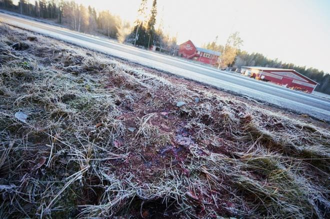 Henkilöauto törmäsi neljään hevoseen sunnuntai-iltana Tampereentiellä Laihian Jukajalla. Kolme hevosista kuoli heti törmäyksessä. Neljäs jouduttiin lopettamaan paikan päällä. KUVA: SAMPPA TOIVONEN