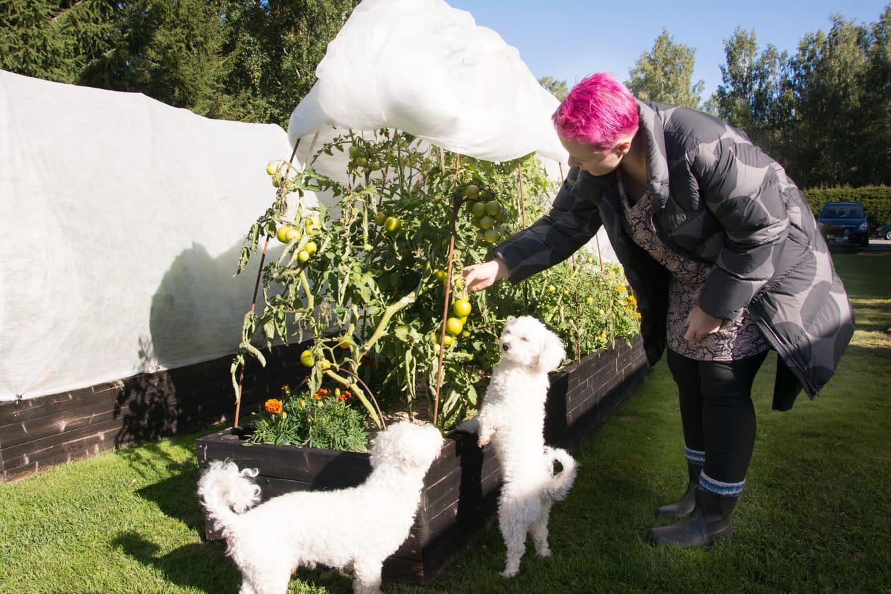 Ulkona kasvulavoissa harson suojissa kasvaa vielä tomaatteja, jotka pitää kerätä sisälle kypsymään, esittelee Katja Tikkamäki. Koirat Oili ja Martta ovat suuria tomaatin ystäviä hekin.