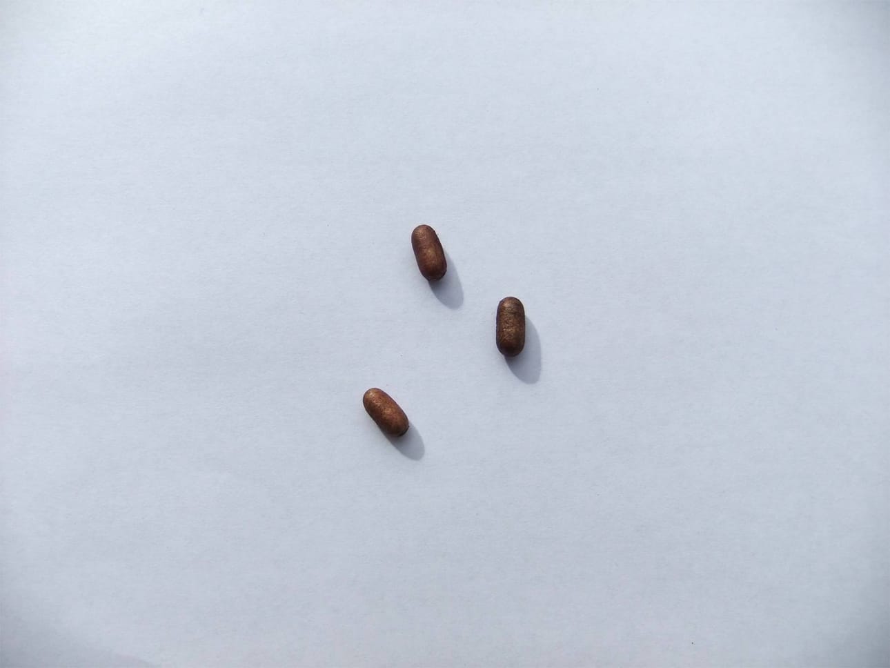 Omituiset pötkylät. Kaisa Hallikainen löysi nämä pötkylät puhdistaessaan mustikoita.