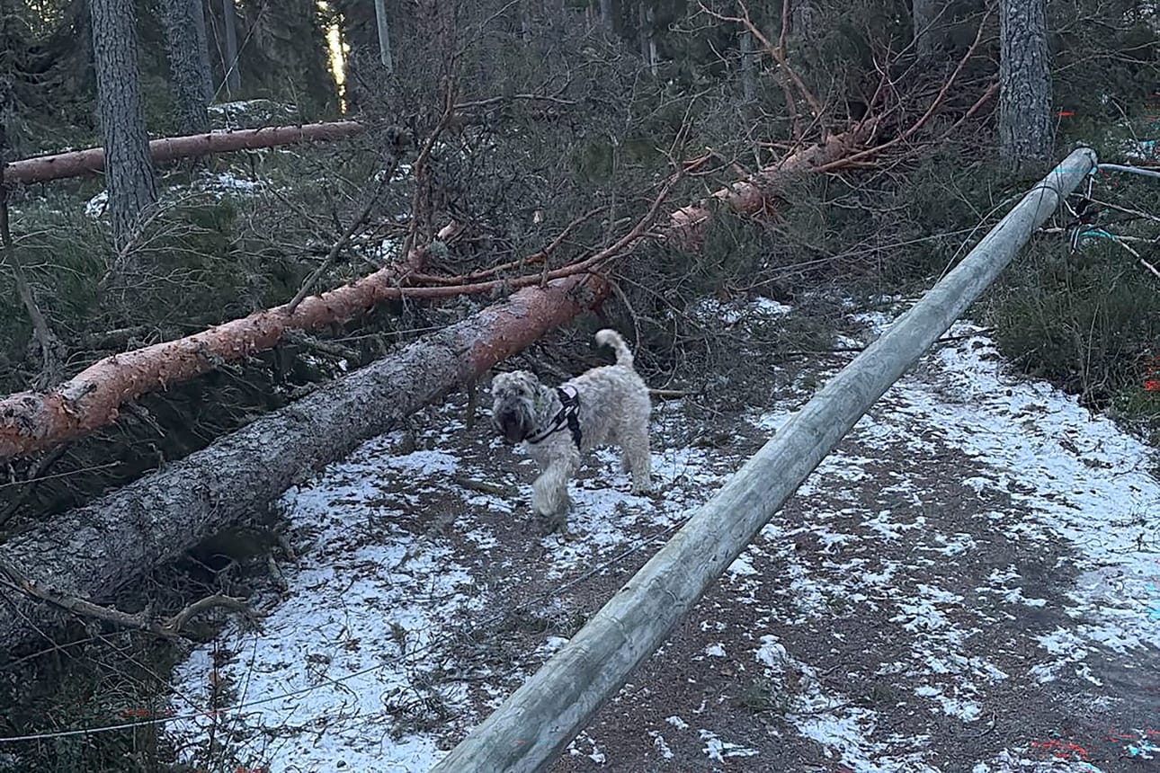 Hilla-koiraakin harmitti, kun Vimpelin pururata oli Hannes-myrskyn myllerryksen jäljiltä käyttökelvoton.
