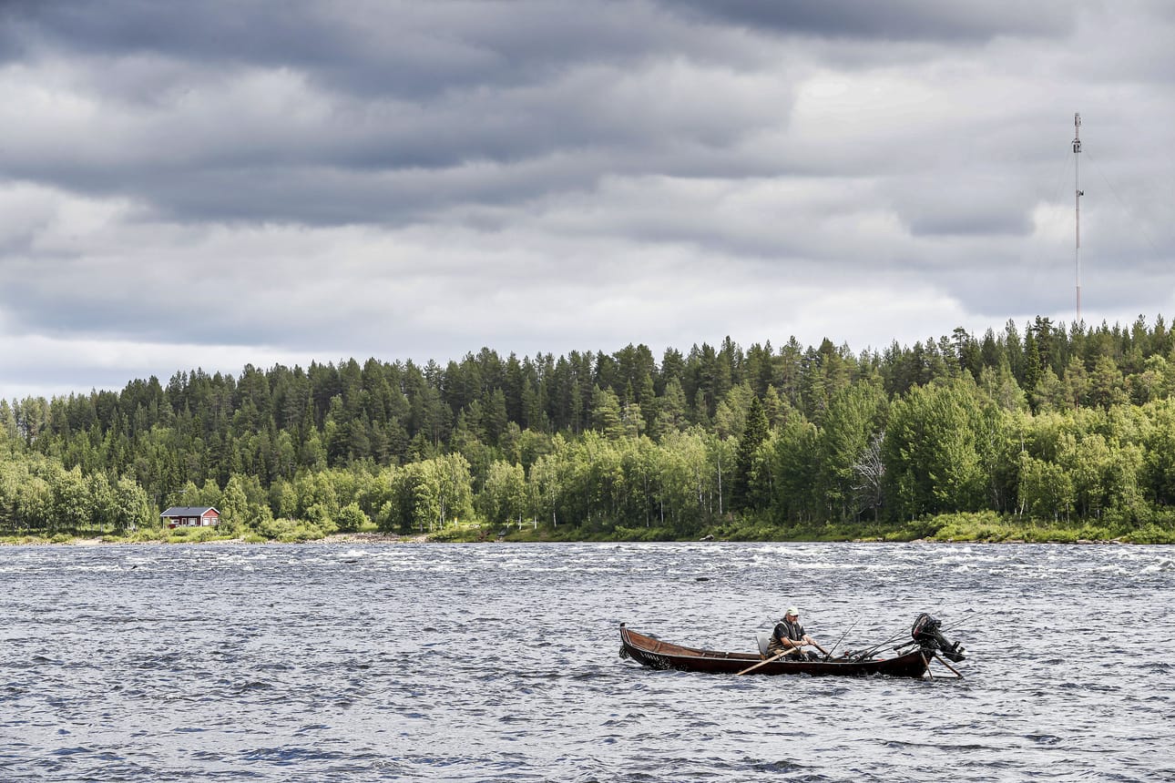 Tuoreen tutkimuksen mukaan voimakas kalastus alkukesästä saattaa johtaa siihen, että suuren lohen geenimuoto vähenee ja lohet kutevat aiempaa nuorempina ja pienempinä. Arkistokuva Tornionjoelta.