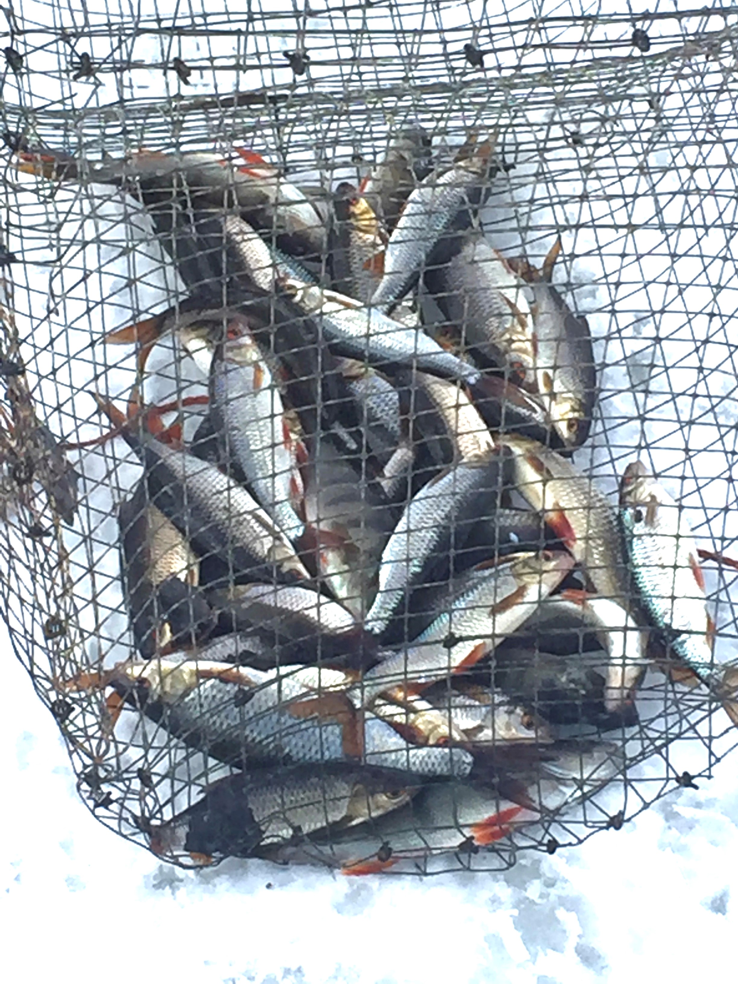 Aliarvostetusta särjestä saa kotikeittiössäkin maittavia tuotteita ...