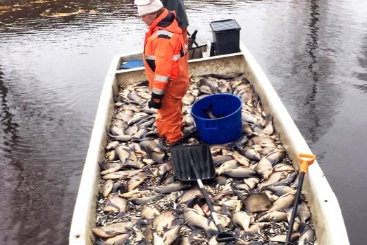 Pienen särjen lisäksi löytyivät lopulta myös isot lahnat, joiden keskipaino oli toista kiloa. KUVA: ARI HYVÖLÄ
