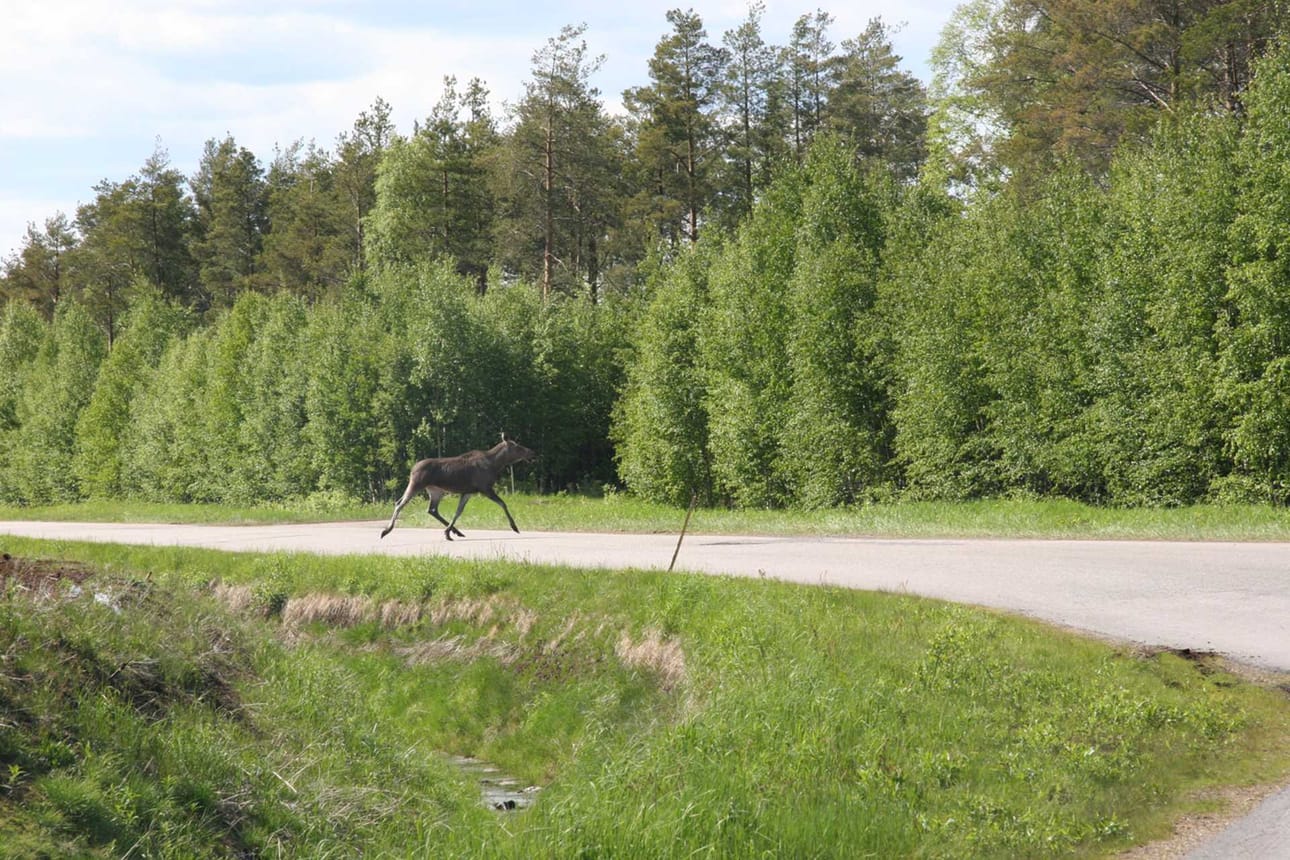 Isosta koosta huolimatta hirvieläin pääsee usein yllättämään autoilijan.