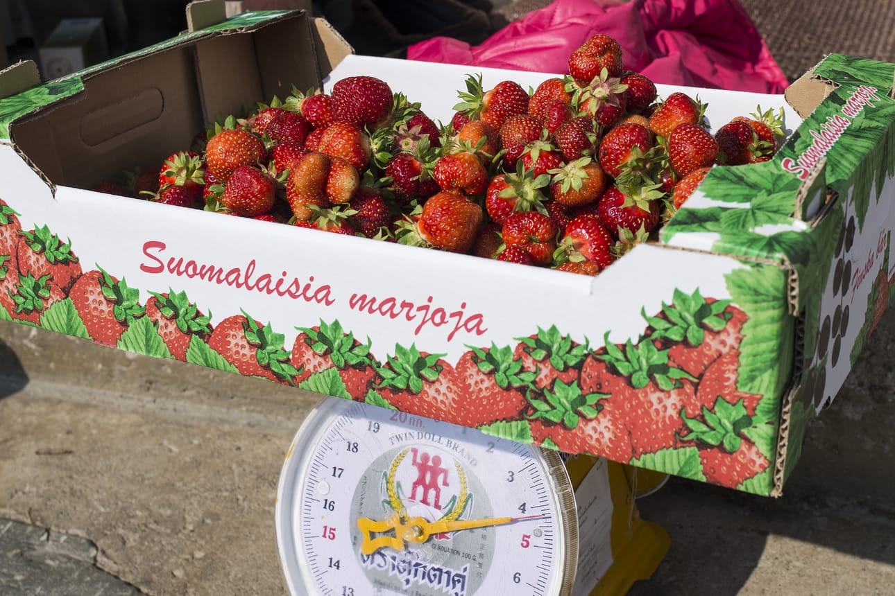 Kalle Parkkisenniemi odottaa tämän kesän mansikkasadosta viime vuotta parempaa. Oma mansikansyöntikiintiö on jo tullut täyteen alkupäivien herkuttelun jälkeen.