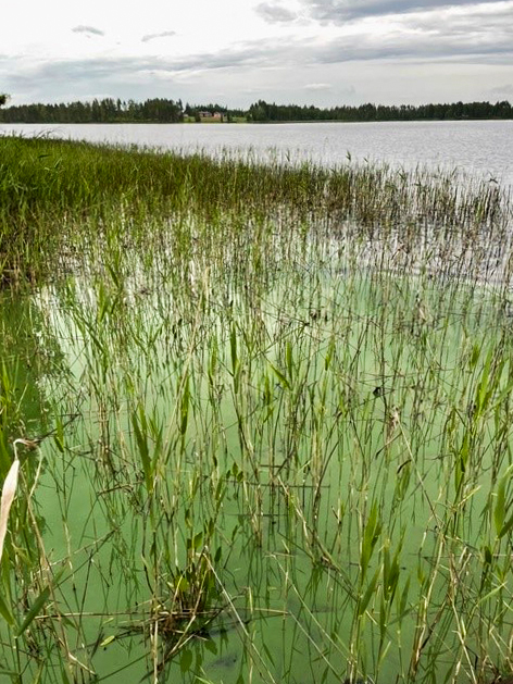 Jaurakaisjärvessä havaittu jälleen sinilevää - kunnostussuunnitelma Nuorittajoelle valmistuu syksyllä