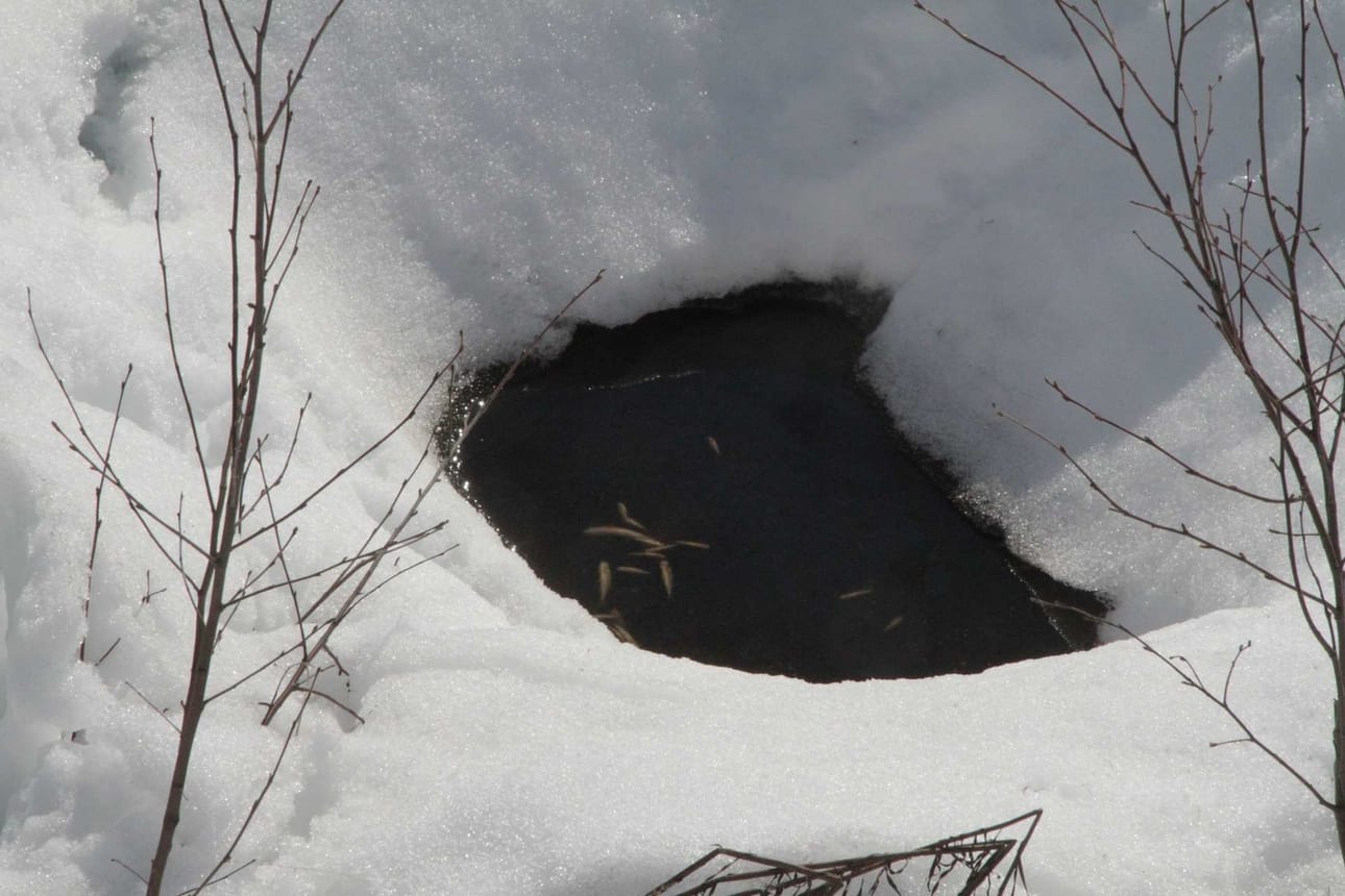 Osa kuolleista kaloista on ajautunut siltarummun läpi Takajärven puolelle.