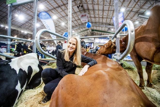Joanna Kuvaja on kuin kotonaan lepäävien lehmien karsinassa. Hänellä on pitkä kokemus hevosten parissa toimimisesta. – Rakastuin nyt näihin, hän sanoo. KUVA: KRISTA LUOMA