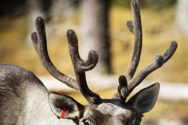 Metsäpeura on uhanalaisuusluokitukseltaan silmälläpidettävä. Suomessa elävää alalajia esiintyy rajojemme ulkopuolella ainoastaan Venäjän Karjalassa. KUVA: ERIIKA AHOPELTO