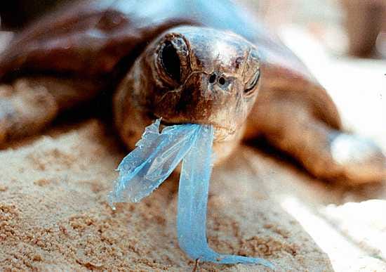 Merikilpikonna nielee muovipussia Australiassa.