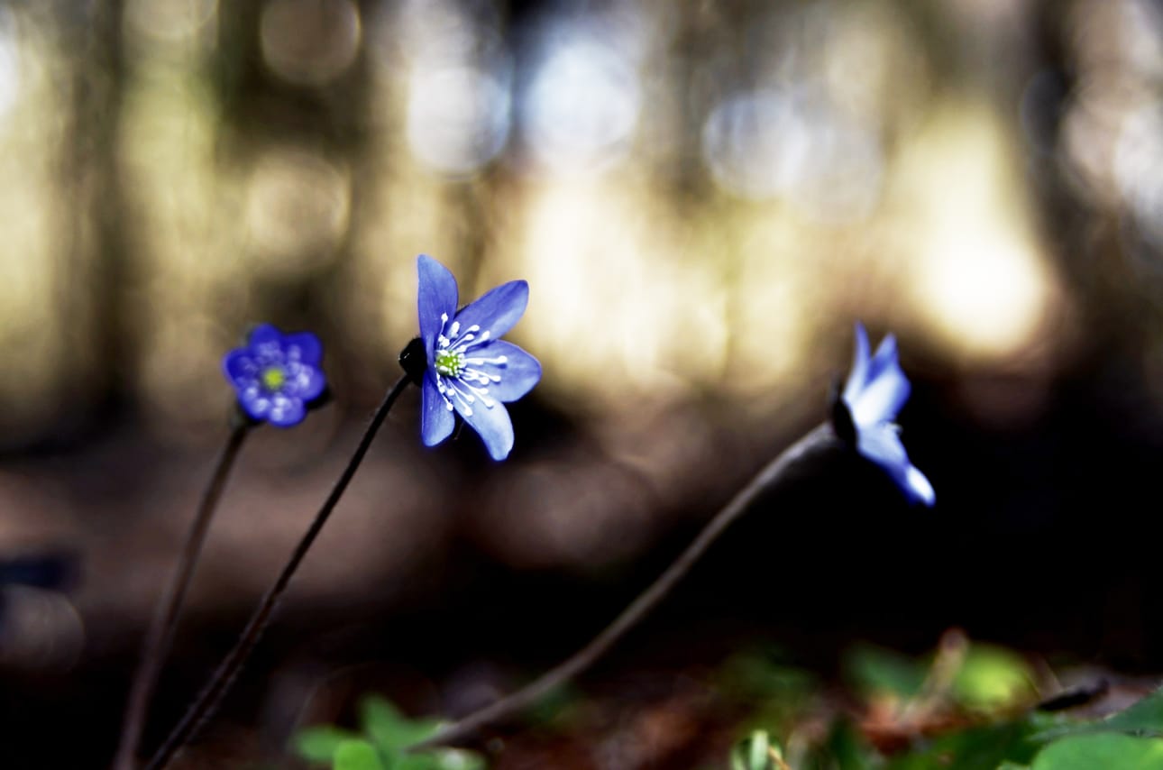 Sinivuokot ilta-auringossa Limingan Arboretumissa.