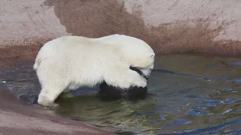 Ranuan jääkarhunpentu Sisu ja Venus-emo