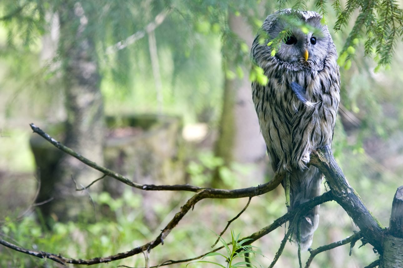 Tyrnäväläismies ampui viirupöllön ja sen poikaset Tyrnävällä vuonna 2016. Kuvan lintu ei liity tapaukseen.