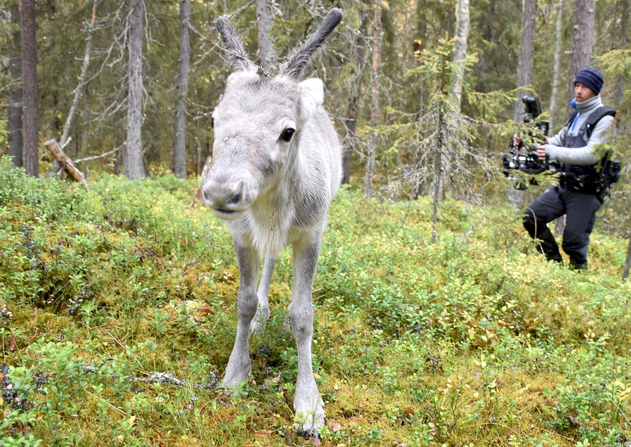 Ailo-poro on Christina Löther-Mourujärven ja Manne Mourujärven Ylitalon poromatkailutilalta. Elokuvan kuvauksia tehtiin vuosi sitten Posion Korouoman seutuvilla Koivukönkäällä.