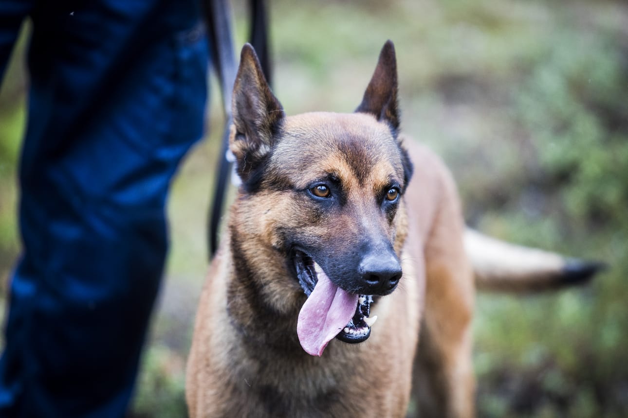 Poliisikoira löysi paikalta paenneen miehen. (arkistokuva)
