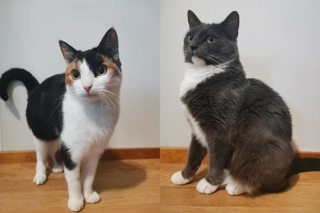 Kissatalolla toivotaan, että Viggon ja Mollyn pitkä odotus palkitaan pian, ja ne löytävät omaan kotiinsa. Kuva: Kissatalo