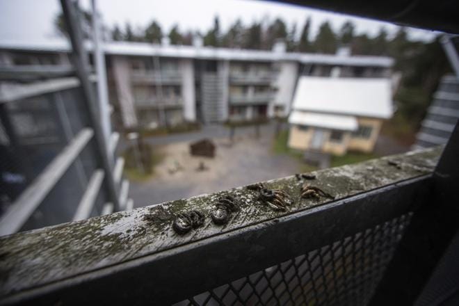 Gerbyssä sijaitsevan luhtitalon avorappusissa on lintujen jätöksiä pitkin portaikkoa ja kaiteita. Asukkaat toivovat, että Pikipruukki hoitaisi pitkään kestäneen ongelman. KUVA: JARNO PELLINEN