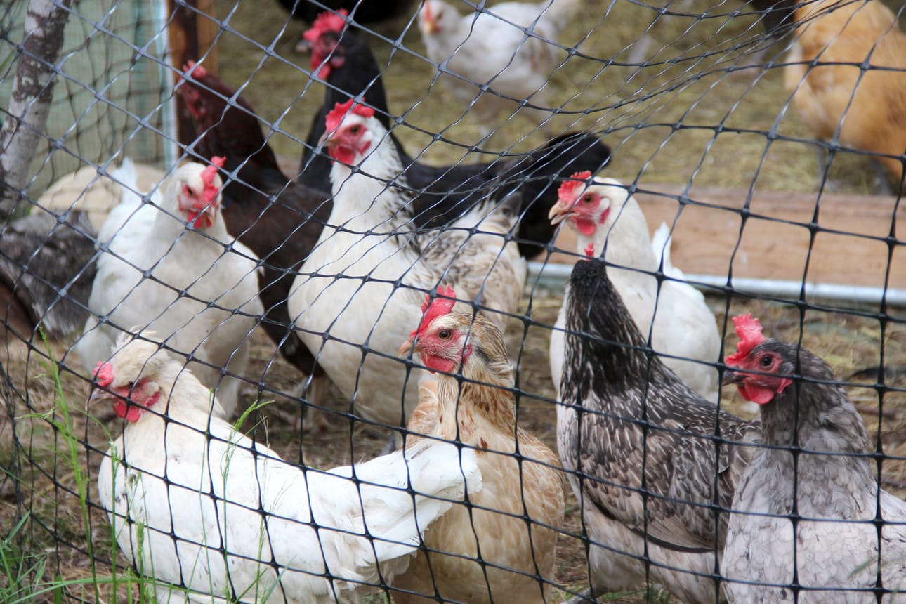 Kasvattajat ottavat hoiviinsa nykyään tehotuotannosta poistettuja kanoja. Kuvassa monia erirotuisia kanoja.