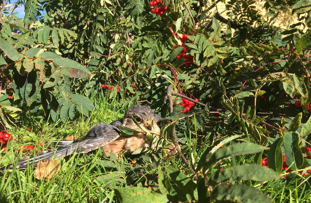 Ampuhaukka pakeni varista pihlajan juureen ja jäi siihen kyhjöttämään liikkumattomana.