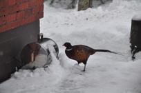 Fasaanikukko pullistelee Oulunsalossa