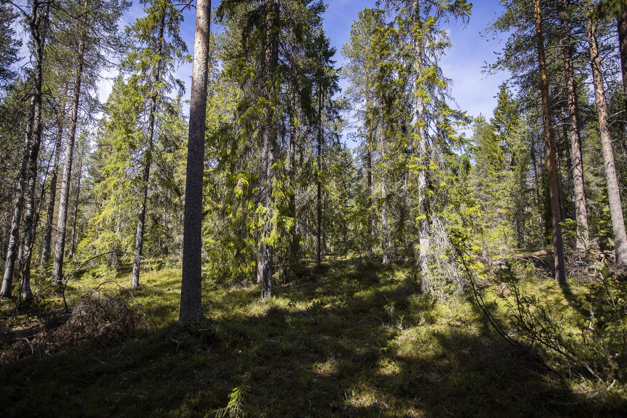 Maanomistajat näkevät lakiuudistuksen muuttavan heidän neuvotteluasemaansa tasavertaisemmaksi. Arkistokuva.