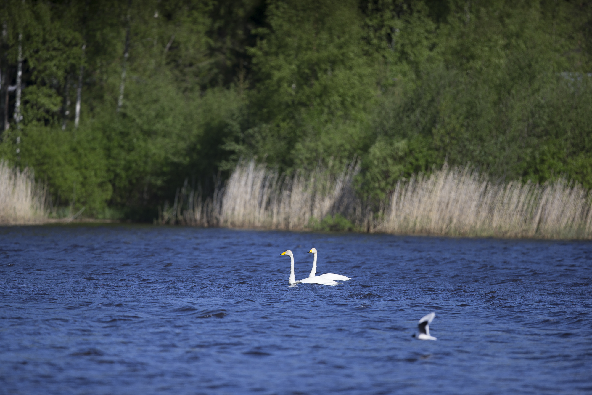 Joutsenpariskunta järvelänjärvellä
Järvelänjärvi, joutsen